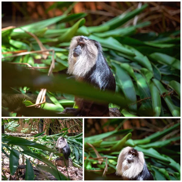 Collage Macaco Cola León Cautivo Viviendo Entorno Simulado Dosel Selva —  Fotos de Stock