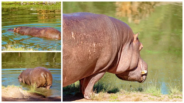 Collage Semi Aquatic Hippopotamus Going Wallow Green Swamp Water — Stock Photo, Image