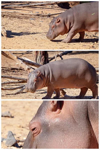 Collage Close Images Hippopotamus Captivity — Stock Photo, Image