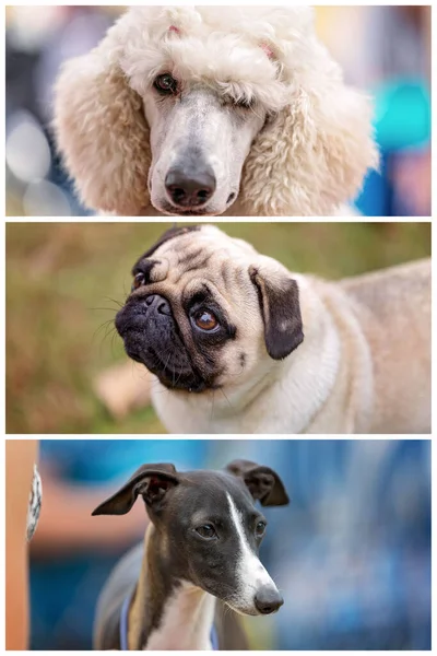 Collage Cani Mostra Attesa Essere Giudicati Una Mostra Canina Campagna — Foto Stock