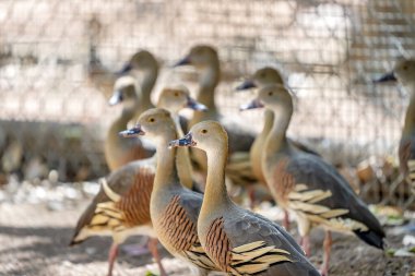 Paytak paytak yürüyen ördek sürüsü yiyecek ararken