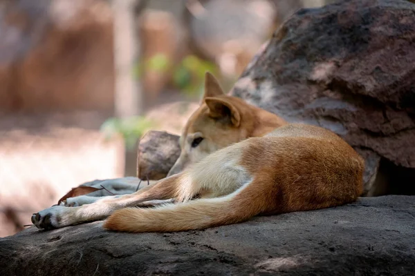 Dingo Durmiendo Las Rocas Sombra Para Escapar Del Calor Del — Foto de Stock