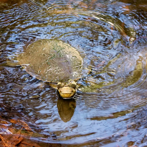 Een Kleine Schildpad Die Zwemt Troebel Water Naar Boven Kijkt — Stockfoto
