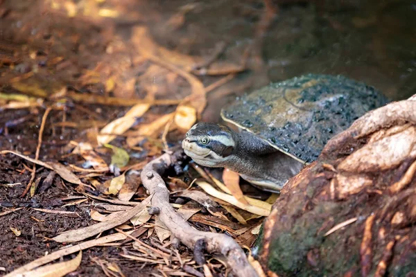 Uma Pequena Tartaruga Que Emerge Água Atrás Uma Rocha — Fotografia de Stock