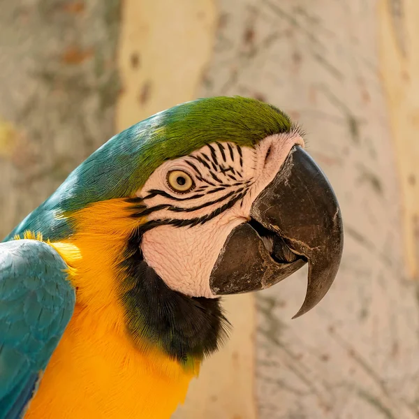 Großaufnahme Eines Blauen Und Goldenen Aras Papageien Gegen Einen Baum — Stockfoto
