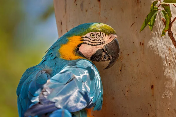 Primer Plano Loro Guacamayo Azul Oro Encaramado Una Rama Árbol — Foto de Stock