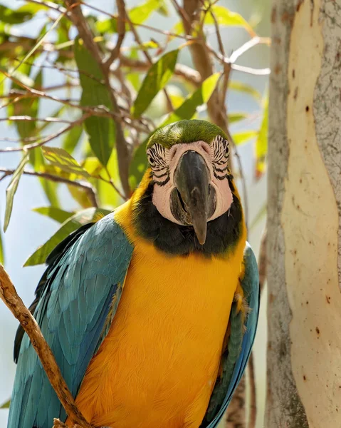 Zbliżenie Niebiesko Złotej Papugi Macaw Drzewie — Zdjęcie stockowe