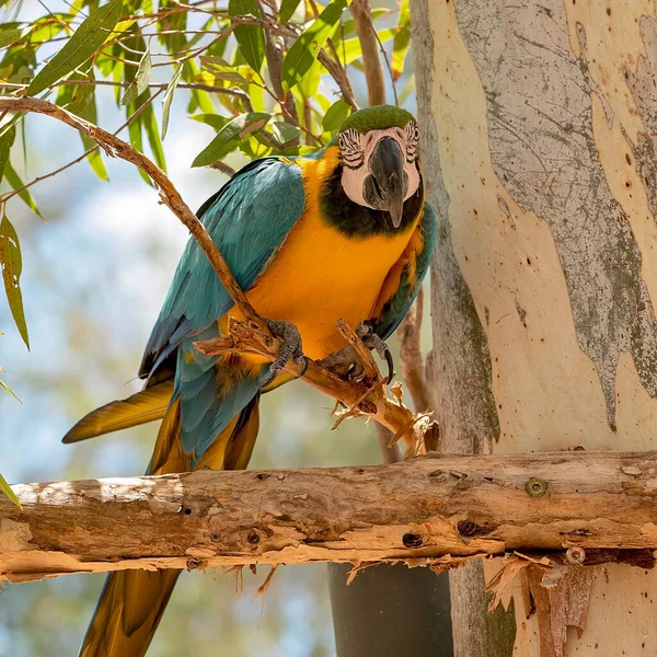 Loro Azul Guacamayo Dorado Sentado Una Rama Árbol — Foto de Stock