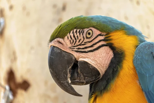 Primer Plano Loro Guacamayo Azul Oro Árbol —  Fotos de Stock