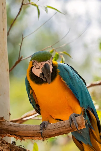 Papagaio Arara Azul Dourado Sentado Galho Árvore — Fotografia de Stock