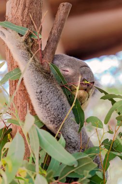 Tatlı bir Avustralyalı koala ağaçta uyuyor, gövdesine sarılıyor.
