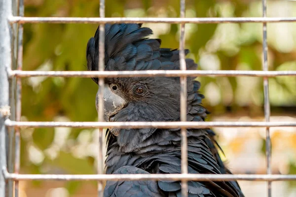 Ein Rotschwänziger Schwarzer Kakadu Einem Käfig — Stockfoto
