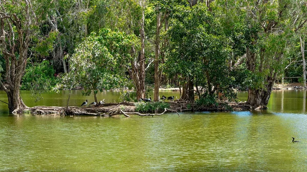 Een Moeras Meer Van Groen Water Met Overhangende Bomen — Stockfoto