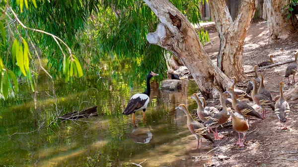 一只鹅和鸭子站在绿水沼泽池塘边 — 图库照片