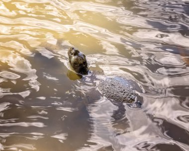 Kafası yüzeyde bulanık suda yüzen bir kaplumbağa.