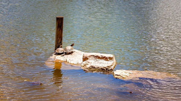 Zwei Schildkröten Sonnen Sich Auf Einem Felsen Einem Teich — Stockfoto