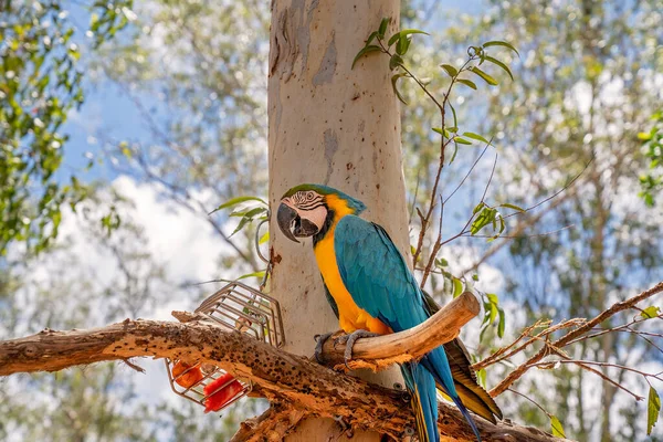 Згорніть Папугу Блакитного Золотого Кольору Дереві — стокове фото