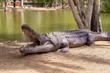 Townsville, Queensland, Avustralya - Aralık 2020: Bir hayvan barınağındaki göletin kıyısındaki tuzlu su timsahının bir kopyası