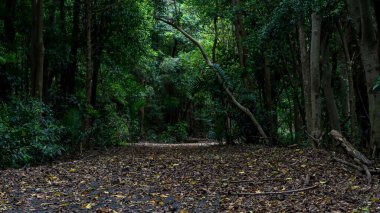 Halkın yürümesi için yoğun çalılıklara giden yol.