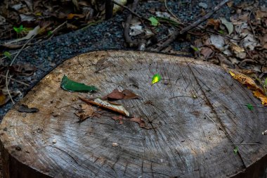 Kurumuş yapraklar ve dallar arasında kesilmiş bir ağaç kütüğü..