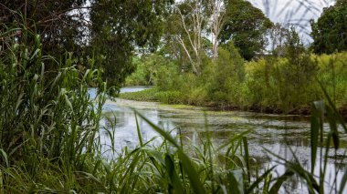 Bir dere ve ekosistemi yoğun otların arasında gösterilir.