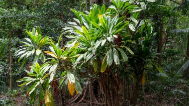 Ormanda kırmızı böğürtlenli yoğun bir bitki.