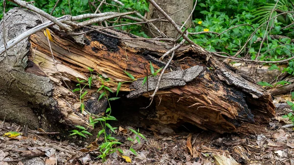 Skácený Kmen Stromu Hnijící Křoví — Stock fotografie