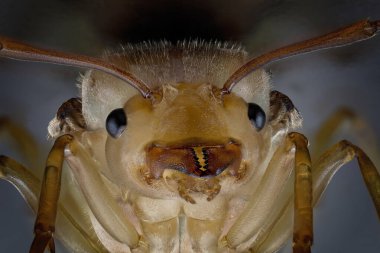 Kraliçe yeşil karınca yüzünün ultra makro görüntüsü