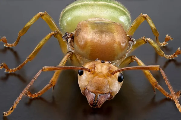 蚁后绿色蚂蚁的超级宏观形象 — 图库照片
