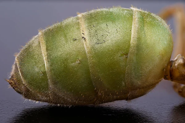 女王アリの卵嚢の超マクロ画像 — ストック写真