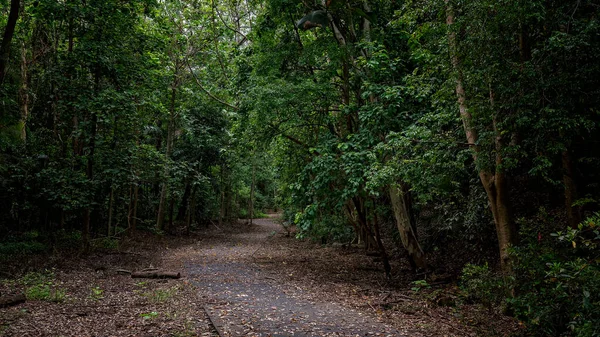 Camino Hacia Densos Arbustos Para Que Público Disfrute Paseo — Foto de Stock