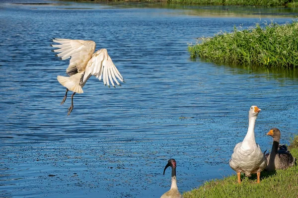An ibis in flight over blue water showing its wing span to geese on the pond banks