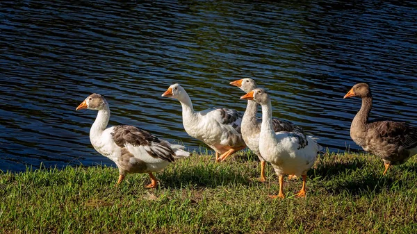 Nahaufnahme Einer Gänsebande Grasufer Eines Teiches — Stockfoto