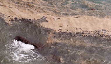 Avustralya 'nın Queensland kıyısındaki okyanusu bozan Algal çiçeği Ağustos' tan Aralık 'a kadar