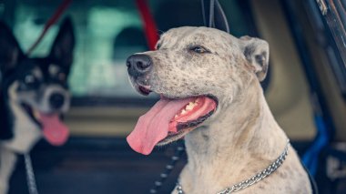 Sıcak bir günde arabanın arkasında başka bir köpekle bırakılan bir köpek, sıcakta nefes nefese kalır.