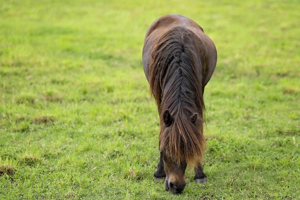 一匹小型的马在篱笆围成的院子里的绿草上吃草 — 图库照片