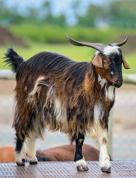 Zbliżenie Długowłosej Kozy — Zdjęcie stockowe