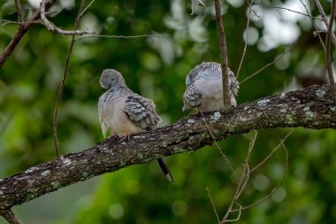 Ormandaki bir ağaç dalında oturan benekli iki güvercin.