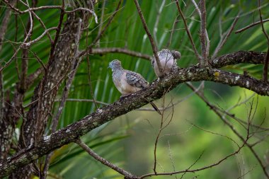 Ormandaki bir ağaç dalında oturan benekli iki güvercin.