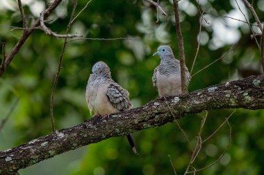 Ormandaki bir ağaç dalında oturan benekli iki güvercin.