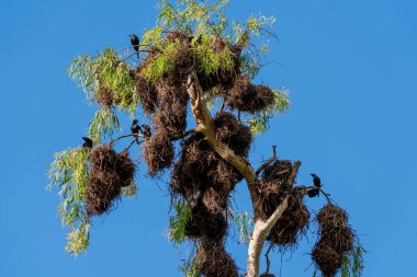 Metalik sığırcıklar ağaç dallarının tepesinde bir yuva inşa ediyorlar. Kırmızı gözlü parlak siyah kuşlar. Aynı zamanda parlayan sığırcık olarak da bilinirler.