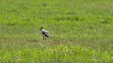 Bir Avustralya Maskeli Kanat kuşu yeşil çimlerin arasında duruyor.