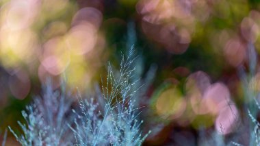 Sığ bir alan derinliği ve renkli bir bokeh arka planı olan yabani otlar.