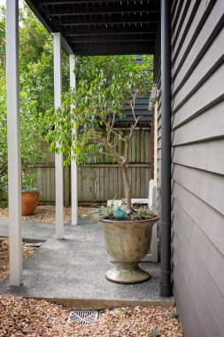 Büyük bir saksı bitkisi ve bahçe girişinde ahşap bir sandalye.