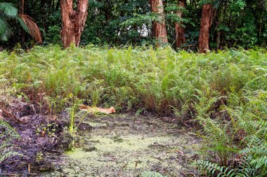 Bataklık bir melaleuca ormanının içinde ve ortasında, kağıt kabuk ağaçları