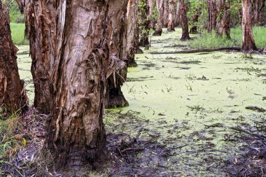 Bataklık bir melaleuca ormanının içinde ve ortasında, kağıt kabuk ağaçları