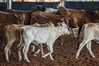 Kesme yarışmasından önce buzağılar bir arenaya toplandı
