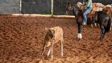 Bir at ve bir binici batı stili binicilik kesme yarışmasında buzağıları güder.