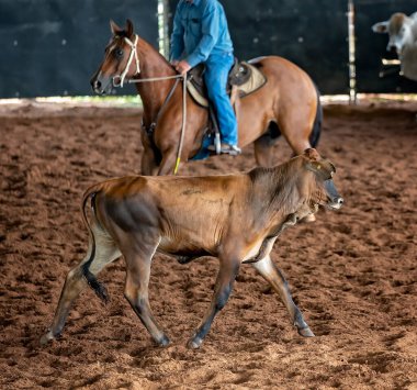 Bir at ve bir binici batı stili binicilik kesme yarışmasında buzağıları güder.
