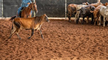 Bir at ve bir binici batı stili binicilik kesme yarışmasında buzağıları güder.
